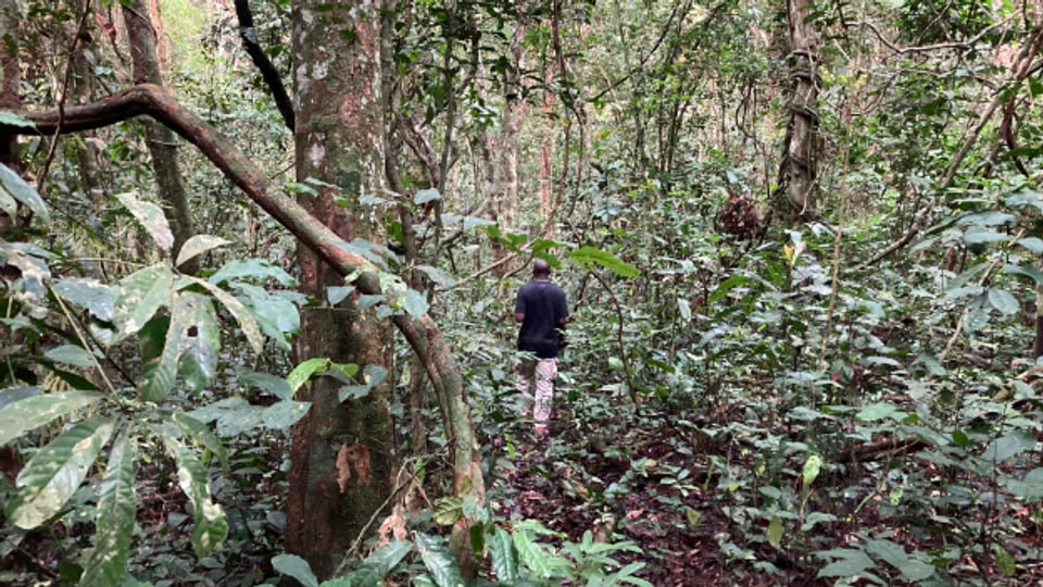 Ein Waldhüter in einem der vielen Nationalparks Gabuns. Das zentralafrikanische Land ist fast gänzlich mit Regenwald bedeckt, ein Paradies für Flora und Fauna.