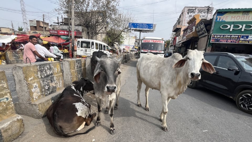 Kühe sind in Indien omnipräsent. Wie die heiligen Tiere von der Politik instrumentalisiert werden.