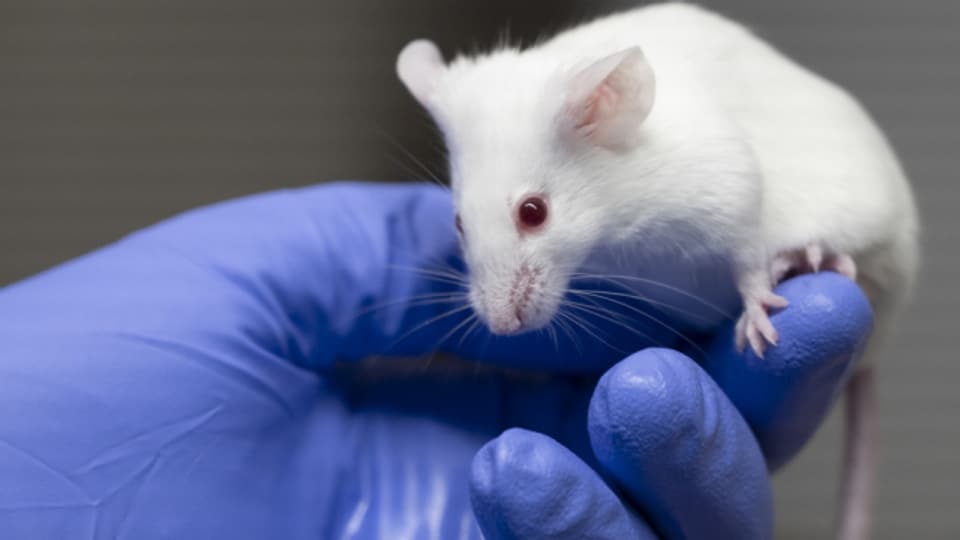 75 Prozent aller eingesetzten Tiere dienen der Erforschung von Krankheiten beim Menschen, schreibt der Bund in der Tierversuchs-Statistik 2019.