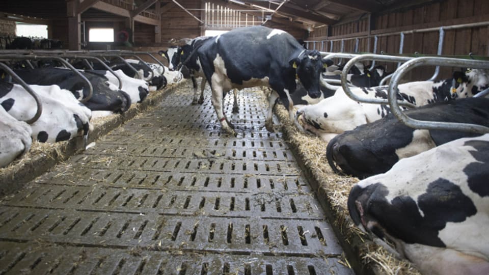 Dreiviertel aller Treibhausgasemissionen aus der Landwirtschaft kommen aus der Kuhhaltung.