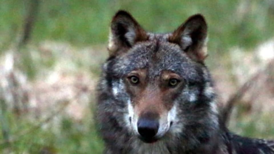In Graubünden erlegte ein Wildhüter einen Wolf – ohne Bewilligung.