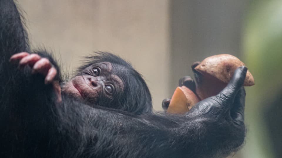 Das Schimpansenbaby Qisenge im Arm seiner Schimpansenmuttter Bengas im Zoo Basel. Sollen sie bald menschengleiche Grundrechte erhalten?