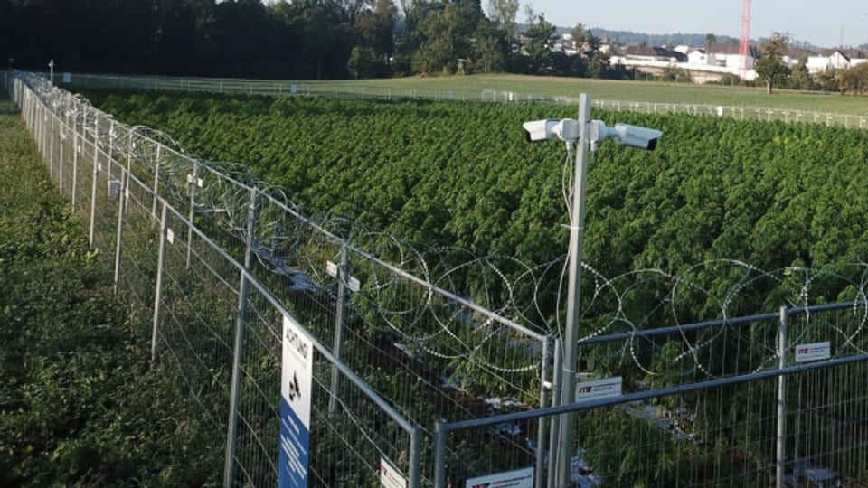 Ein Marihuana-Feld der Firma Pure Holding im Kanton Aaargau.