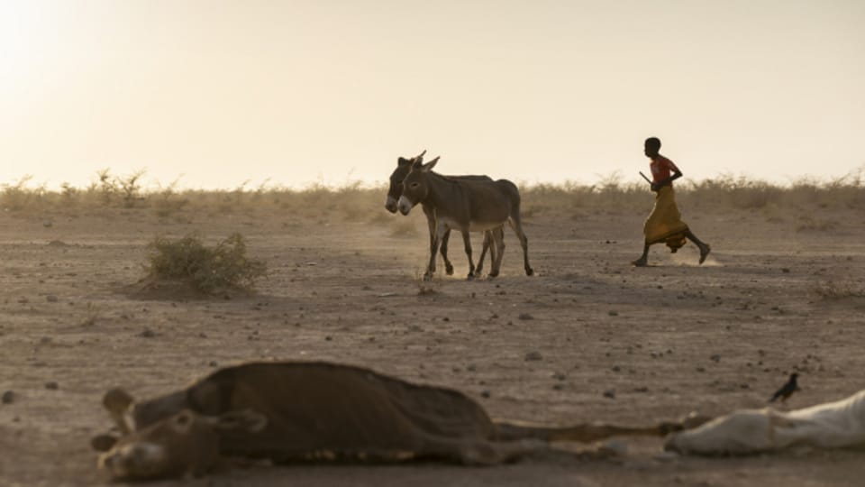 In Kenia, Somalia und Äthiopien bleibt der Regen aus – teilweise seit Jahren.