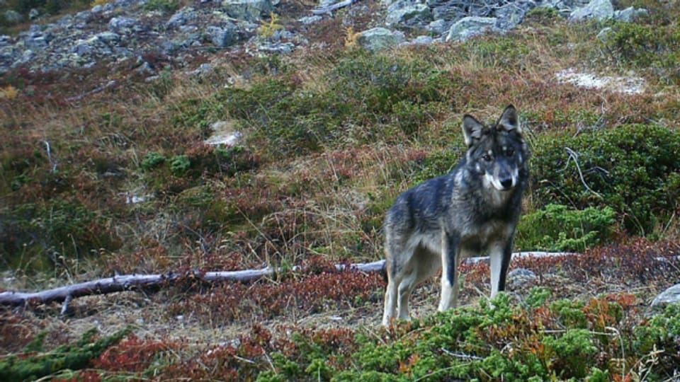 In der Region Goms-Aletsch ordnet die Kantonsregierung den Abschuss eines Wolfs an. Das Tier riss gemäss der Walliser Regierung bereits 30 Nutztiere auf einer nicht schützbaren Alp.