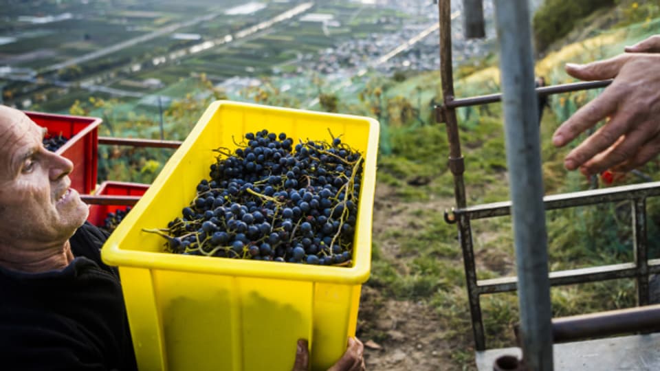 Die Weinlese findet in der Schweiz immer früher statt. Hier: Weinlese im Wallis.