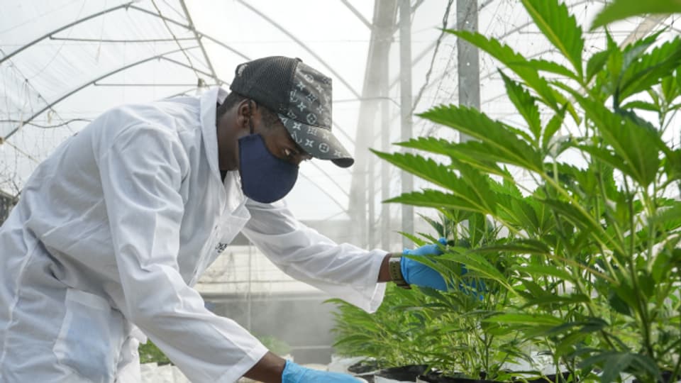 Die steigende Nachfrage nach Cannabis weckt in Uganda Hoffnungen auf ein gutes Geschäft.