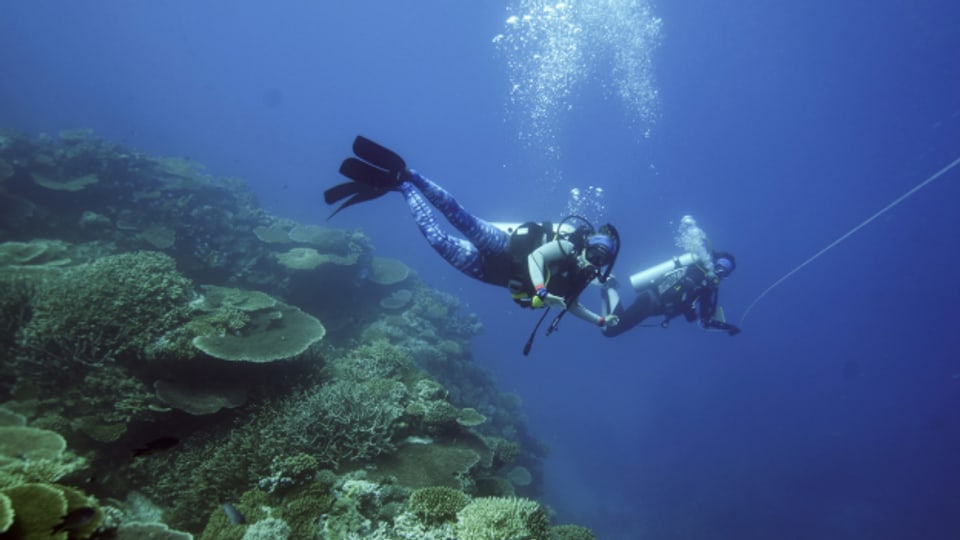 Der Zustand des Great Barrier Reef in Australien belastet auch Forscherinnen und Forscher