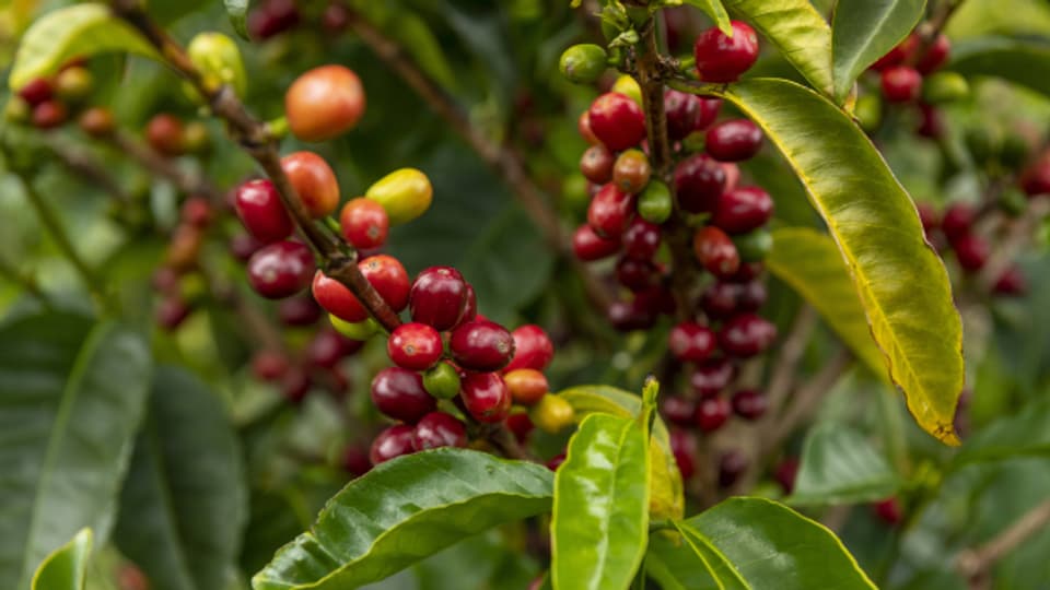 Die Nachfrage nach Kaffee steigt weltweit weiter, ebenso der Preis.