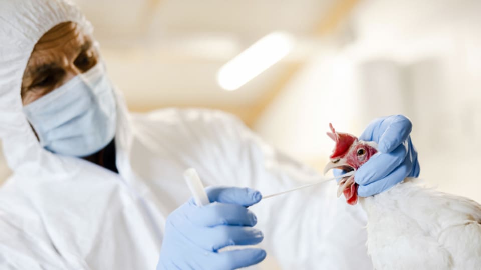 Die Vogelgrippe breitet sich zur Zeit beim Geflügel aus.