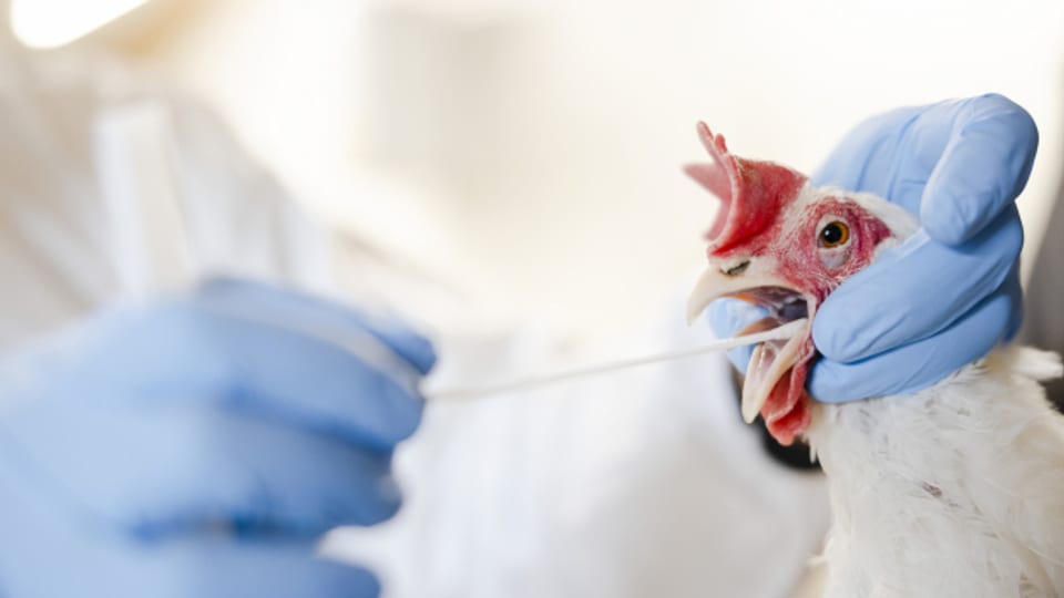 Ein Schweizer Forschungsteam hat einen neuartigen Impfstoff gegen das Vogelgrippevirus entwickelt.