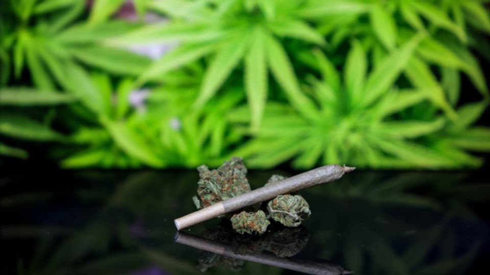 Welche gesundheitlichen Risiken gilt es bei einer Cannabisregulierung zu beachten?