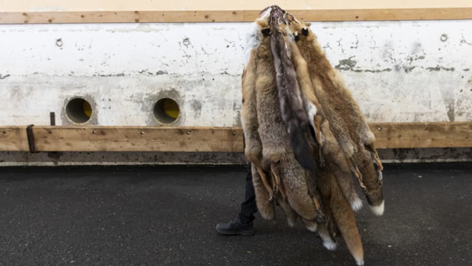 Zwei Volksinitiativen wollen den Import von Stopfleber und Pelzen verbieten.