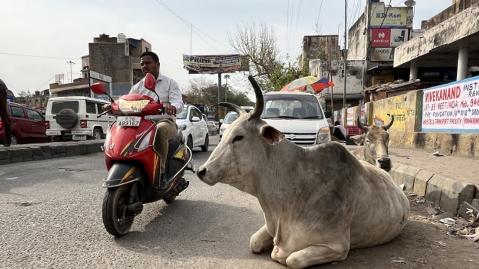 In Indien wird mit heiligen Kühen Wahlkampf betrieben.