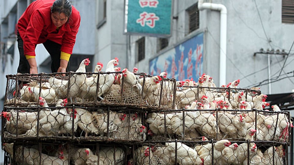 Bald Poulets aus China? Das Bundesamt für Landwirtschaft, das derzeit mit China verhandelt, sagt, die Sicherheit der Lebensmittel sei kein Problem.