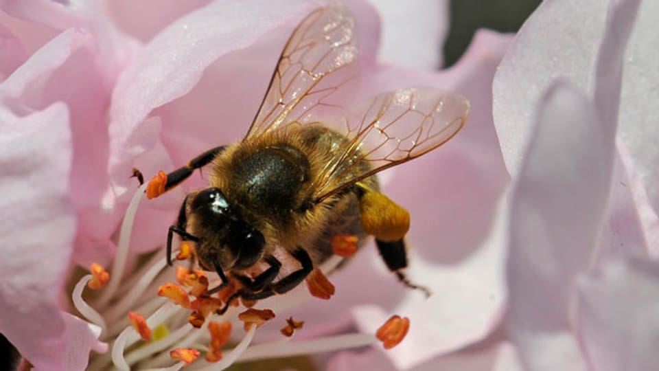 Sterben die Bienen, leidet nicht nur die Landwirtschaft.