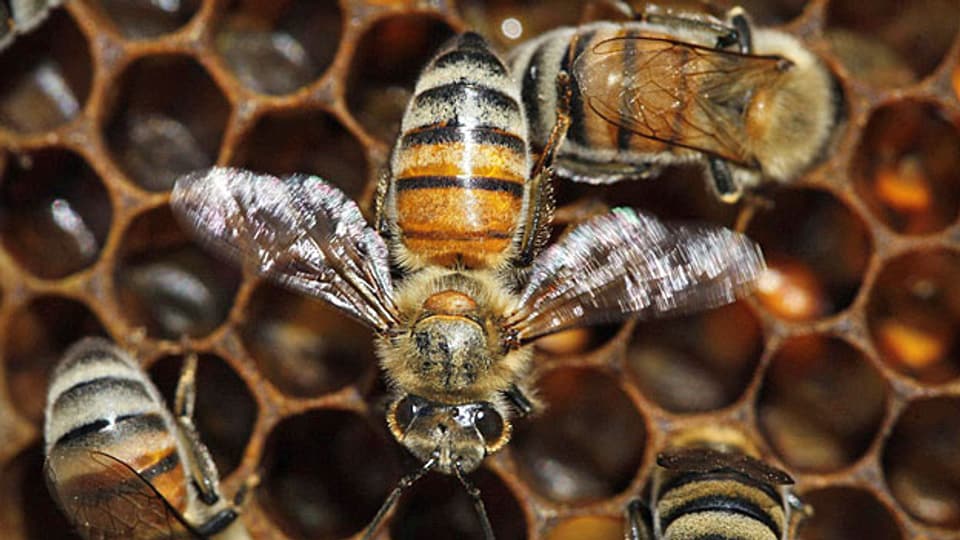 Im vergangenen Winter ist die Hälfte der Schweizer Bienenvölker gestorben.