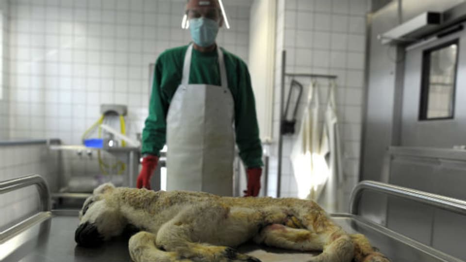 Vorbereitung der Autopsie eines missbildeten Lammes in einem Labor in Krefeld (Deutschland) am 27. Januar 2012