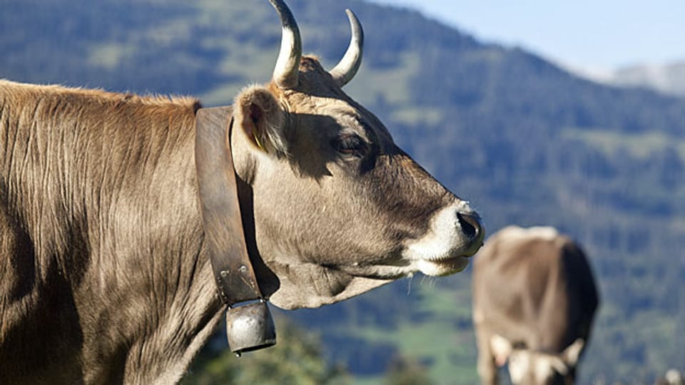 Für Tiere erhalten Schweizer Bauern künftig keine Beiträge mehr, dafür sollen ökologische Leistungen besser abgegolten werden