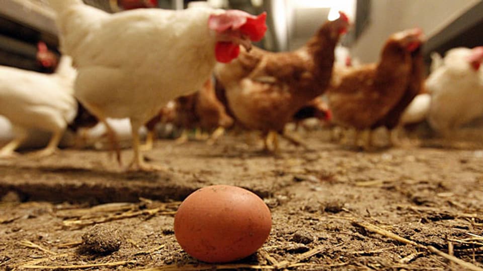 Ein frisch gelegtes Ei in einem Hühnerstall.