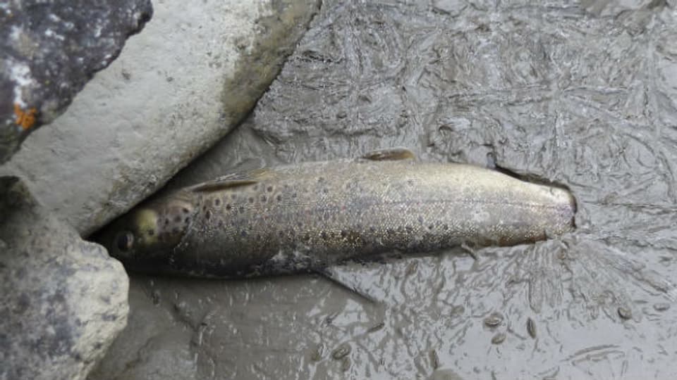 Ökologische Katastrophe: Schlammlawine vernichtet Fische im Spöll