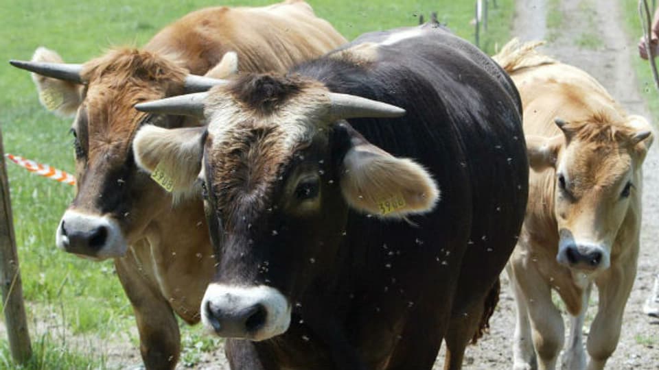 Kühe eines Biobauern.