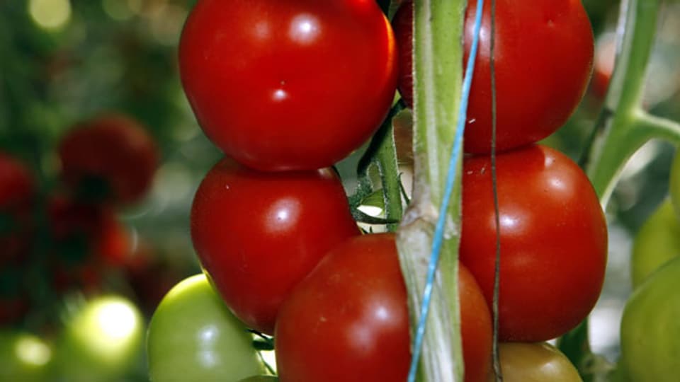Kaufe ich eine Tomate aus Schweiz oder ein billigere aus dem Ausland? Uniterre fordert weniger Importe.