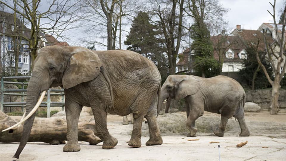 Elefanten in der Elefantenanlage im Zoo im April 2013. Voraussichtlich wird im August 2013 mit dem Bau einer neuen Elefantenanlage begonnen.