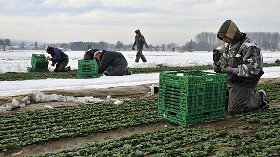 Ausländische Landwirtschafts-Arbeiter auf einem Feld im Kanton Thurgau.