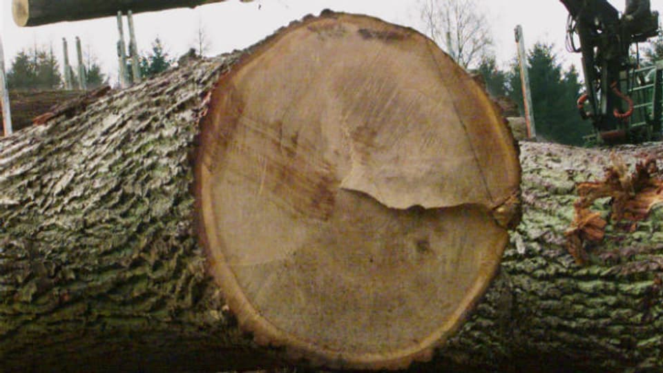 Danzer darf die FSC-Handelsmarke für Holz vorerst nicht nutzen.