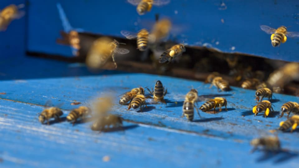 Ein Bienenvolk in einem Stock in Therwil (BL).