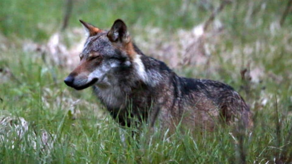 Ein Wolf, aufgenommen im Obergoms im Wallis Ende Mai 2013.