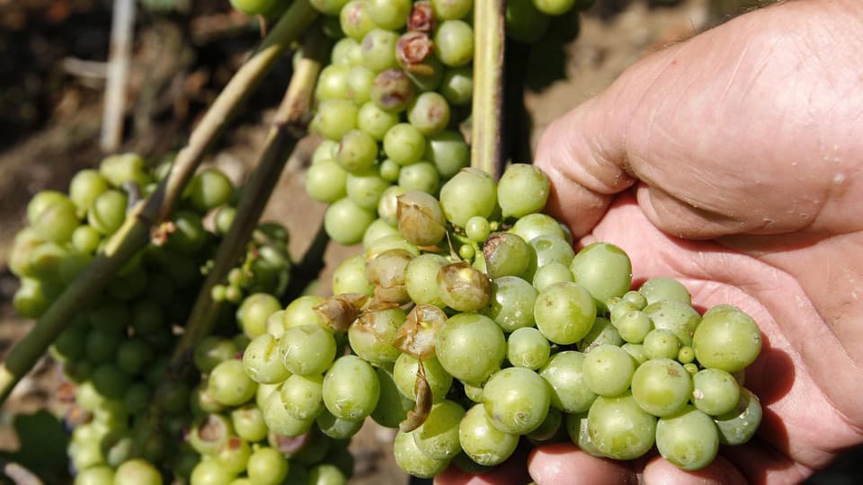 Keine Ernte dieses Jahr? 50 bis 80 Prozent seiner Reben seien durch den Hagel zerstört, sagt ein Weinbauer. Archivbild.