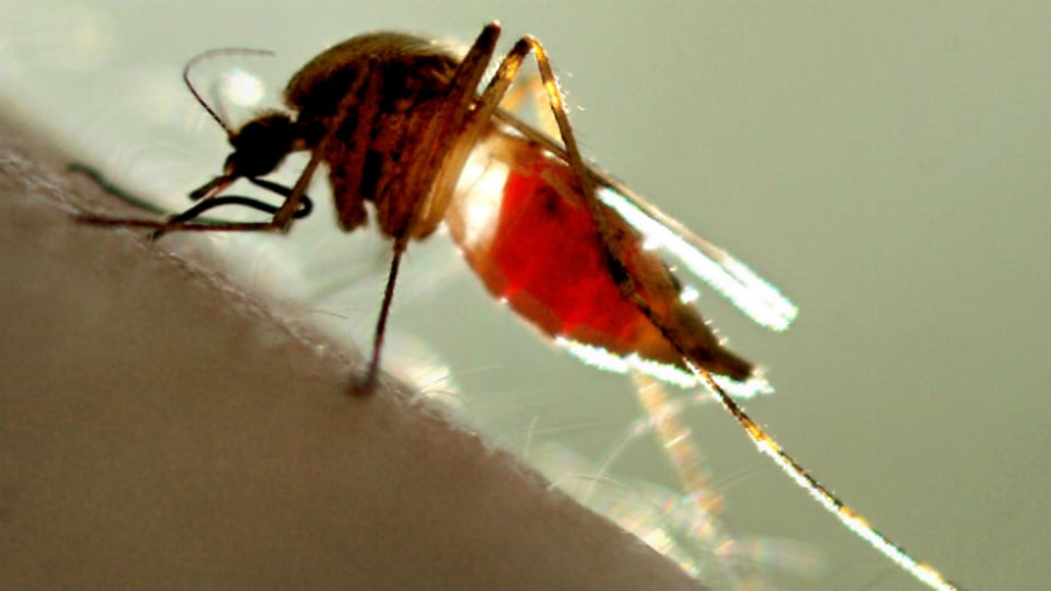 Mücken - in der Ostschweiz derzeit so zahlreich wie seit 10 Jahren nicht mehr.