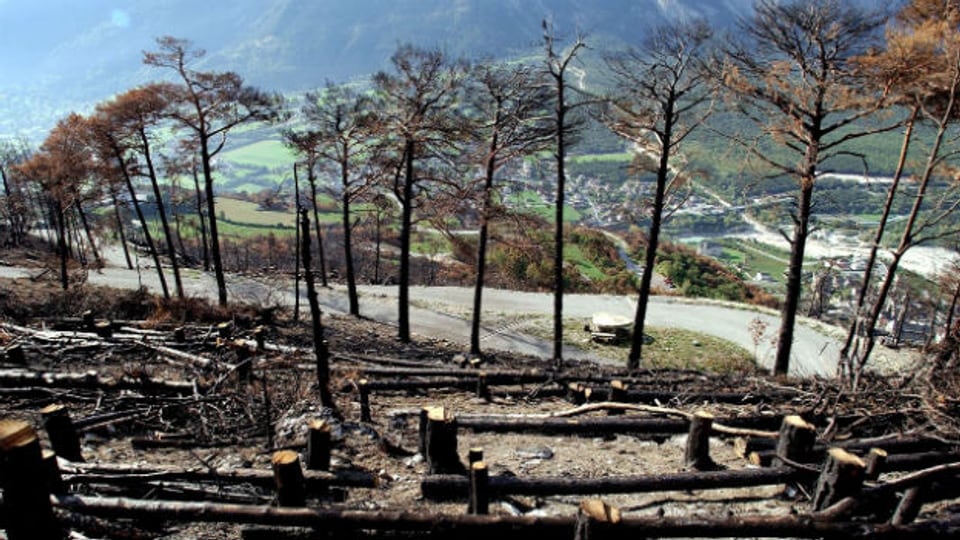 Der Wald oberhalb von Leuk 10 Jahre nach der Feuersbrunst.