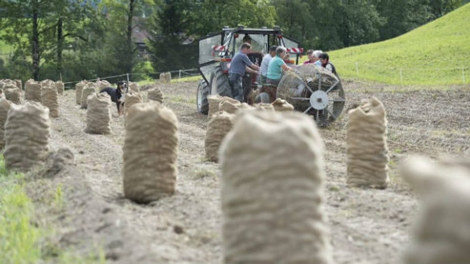 Bauern bei der Kartoffelernte in der Nähe von Luthern im Kanton Luzern.