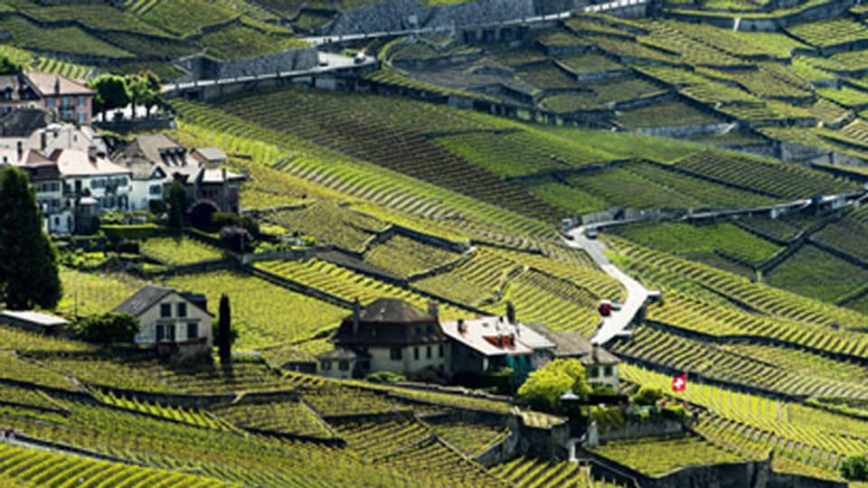 Die Landschaft der Weinterrassen von Lavaux.