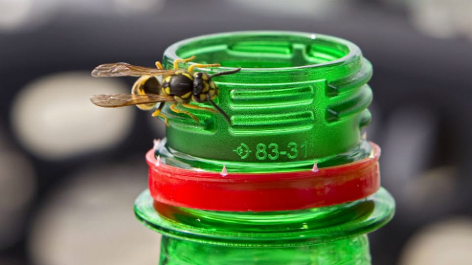 Die Wespe an der Trinkflasche - wenn die Insekten zur Plage werden.