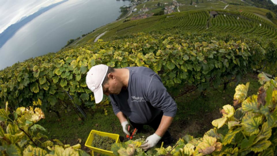 Weinbauer beim pflücken der Trauben im Lavaux im Herbst 2012.