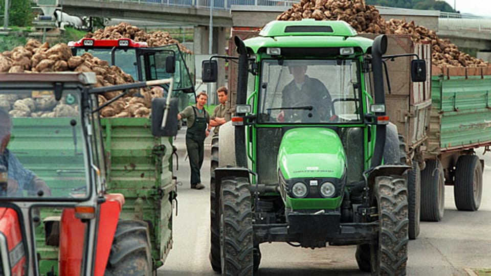 Transport von Zuckerrüben in die Zuckerfabrik.