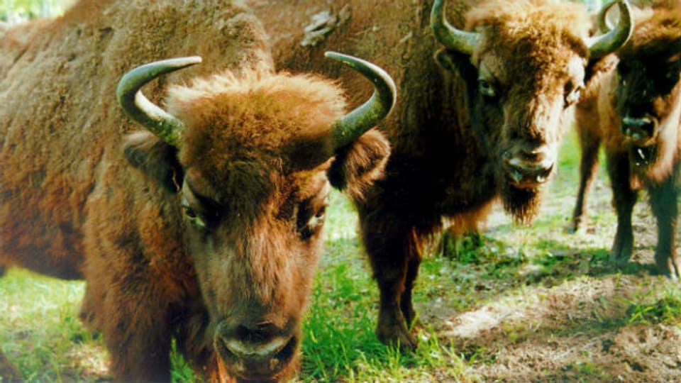 Leben europäische Bisons bald schon in der Schweiz?