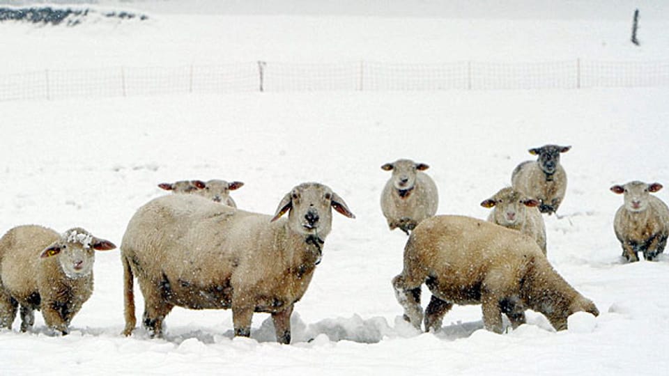 Gutes Wetter und genügend Gras lassen die Schafe wachsen. Das bringt Geld, denn der Schäfer verkauft ihr Fleisch: Alle zwei, drei Wochen wählt er 20 bis 50 Lämmer aus, aber auch die alten Schafe lässt er verwerten.