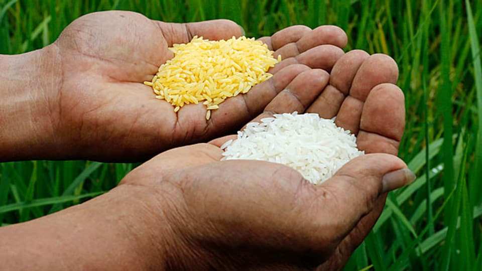 «Golden Rice» enthält dank gentechnischer Manipulation Vitamin A, im Gegensatz zu normalem weissem Reis.