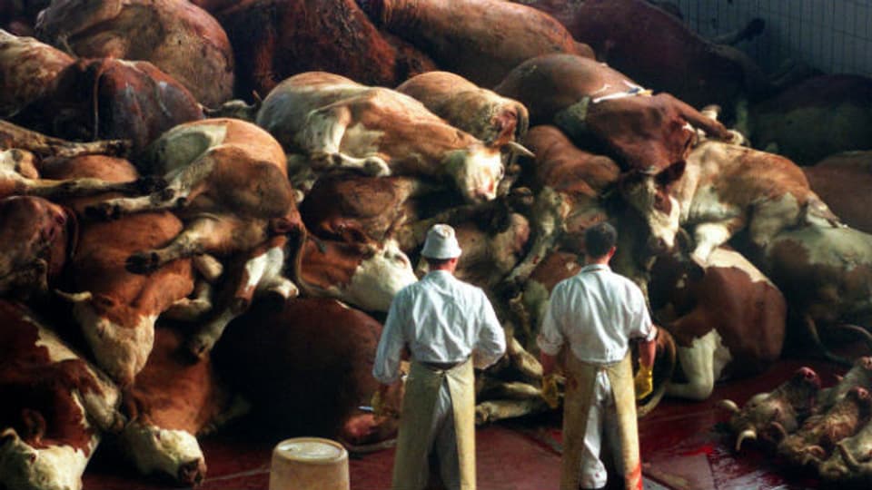 Schlachter stehen vor getöteten Rindern in einer Entsorgungseinrichtung in Oberding bei München am 21. März 1997.