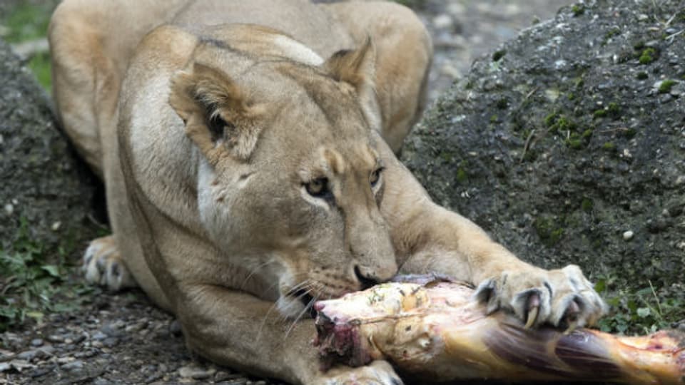 Eine Löwin verspeist ihre "Beute" im Zoo.
