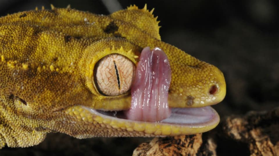 Ein Gecko befeuchtet mit der Zunge seine Augen.