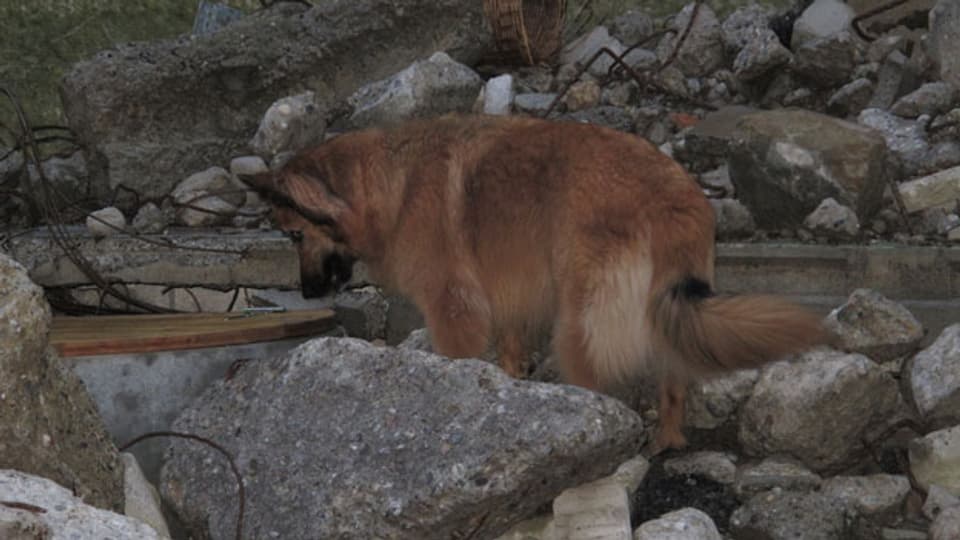 Die Hunde lernen auf den Trümmern zu laufen, etwas, was nicht einfach ist.