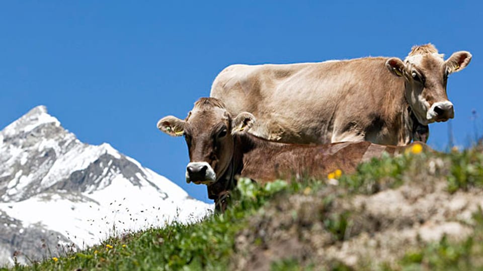 Man geht davon aus, dass bis zu 80 Prozent der Ostschweizer Bauern ihr Vieh dieses Jahr nicht mehr ennet der Grenze in die Sommerfrische schickten.