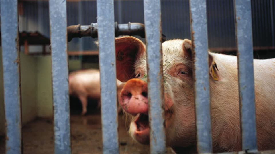Auch in Schweizer Ställen verabreichen Bauern ihren Tieren jedes Jahr tonnenweise Antibiotika; rund 57 Tonnen waren es allein im Jahr 2012.