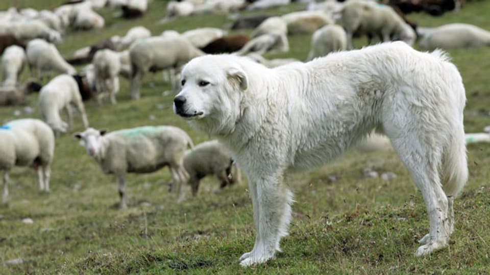 Ein Maremma-Hund bewacht am Flüelapass eine Schafherde.